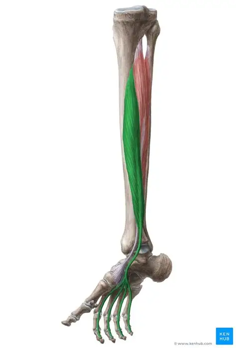 <p>Medial deep muscle flexes toes 2-5 and plantar flexes foot. (N. tibialis). 🔎 Medial to tibialis posterior tendons divide to digits. 💡 "Digits = deep flex."</p>