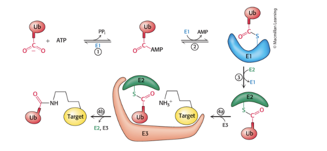 <ul><li><p>ubiquitin-activating enzyme (E1) = <strong>adenylates</strong> ubiquitin and transfers it to a sulfhydryl group of a <strong>Cys </strong>residue of E1</p></li><li><p>ubiquitin-conjugating enzyme (E2) = transfer ubiquitin to one of its own sulfhydryl groups</p></li><li><p>ubiquitin-protein ligase (E3) = transfers ubiquitin from E2 to an ε-amino group of target protein</p><ul><li><p>brings E2 and target protein together</p></li><li><p>ubiquitin be transffered directly or be passed to a cys residue of E3 first</p></li></ul></li></ul><p></p>