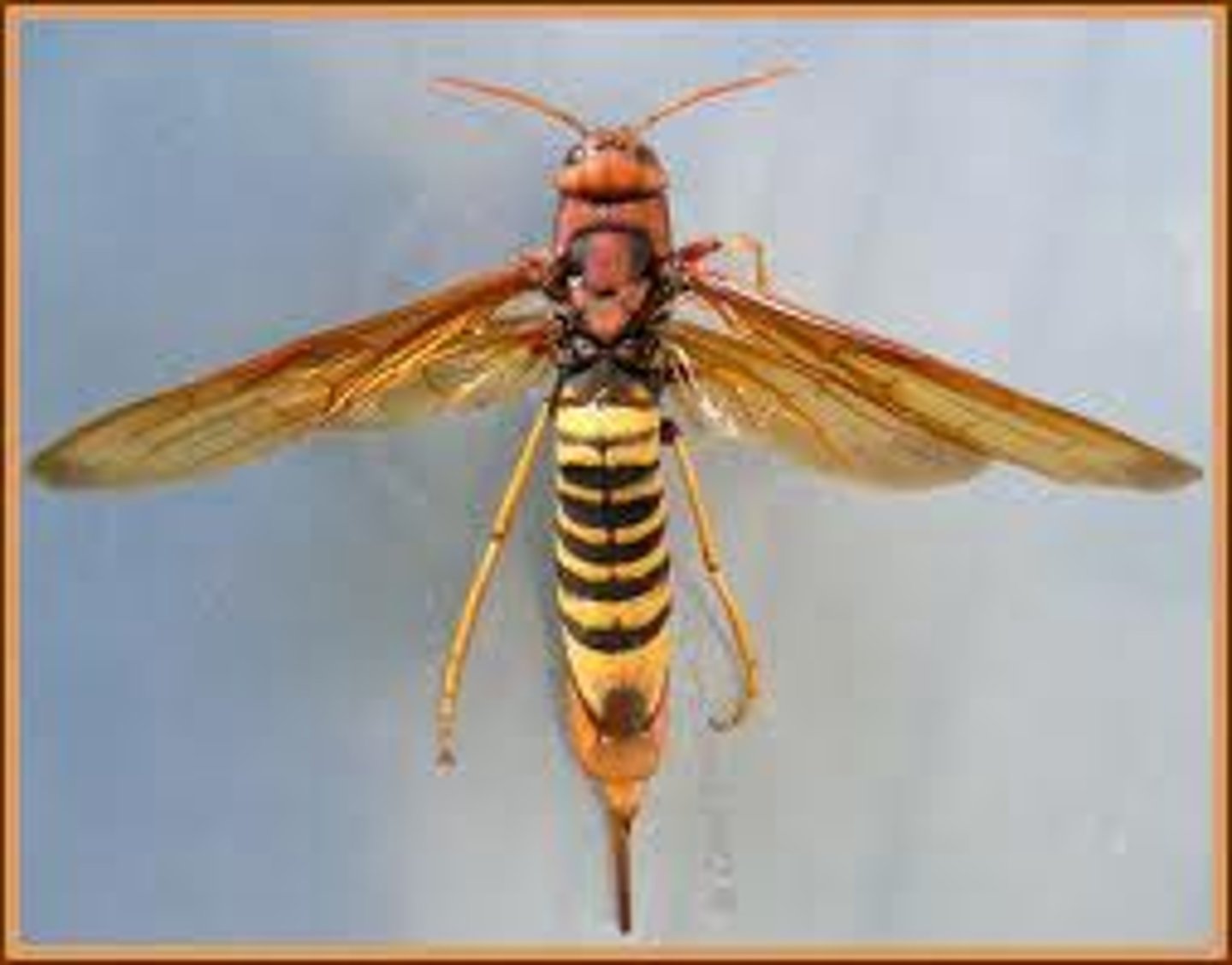 <p>Horntails, wood wasps</p>