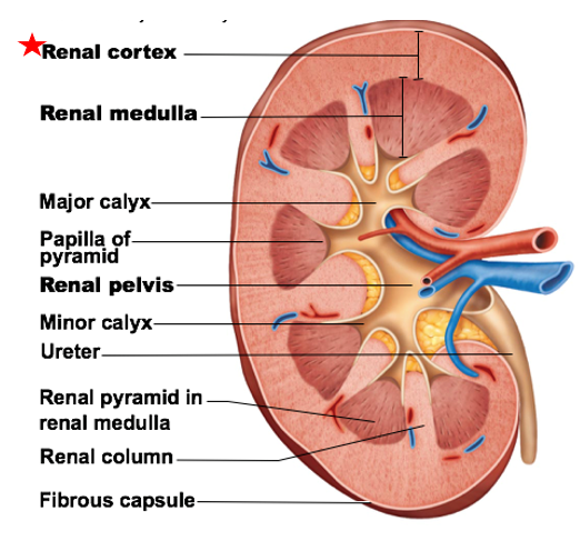 <ol><li><p>Renal Cortex</p></li><li><p>Renal Medulla</p></li><li><p>Renal Pelvis</p></li></ol><p></p>