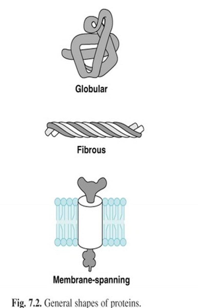 <p>- water insoluble, long, narrow proteins<br>- structural- provide strength and support to tissues</p>
