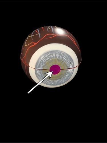 <p>(p.) vascular layer</p>