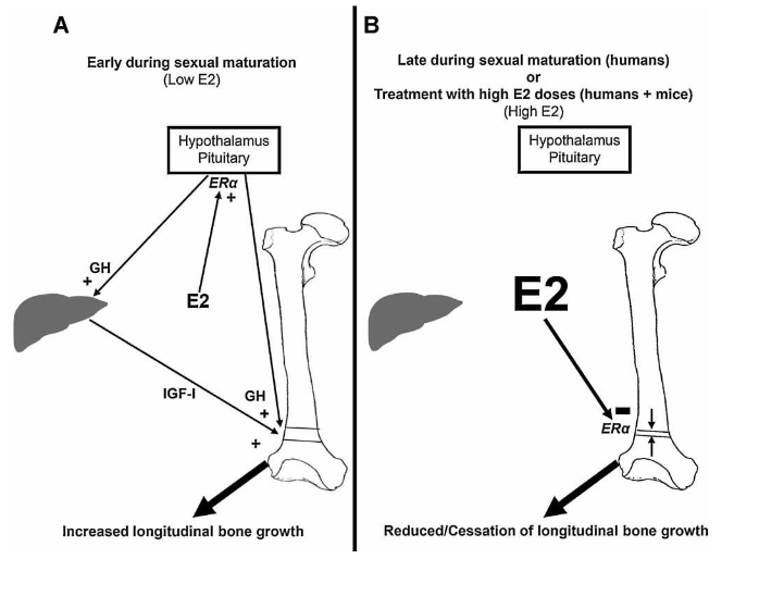<p>Growth Hormone</p><p>Thyroid Hormone</p><p>Sex Hormone</p><ul><li><p>Testosterone</p></li><li><p>Estrogen - tell considy stop growth</p></li></ul><p></p>
