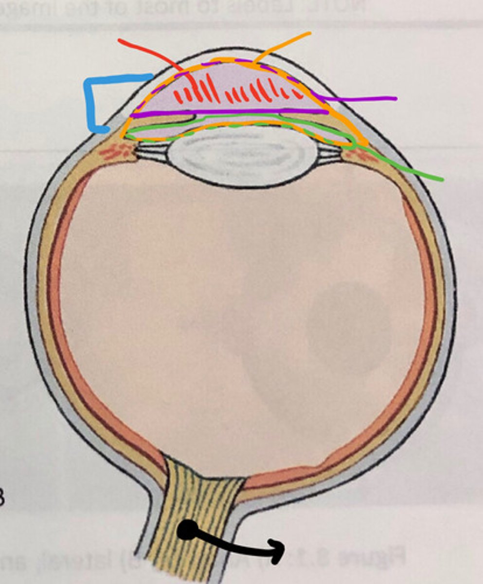 <p>from the iris to the lens</p><p>-green line</p><p>Name this space</p>