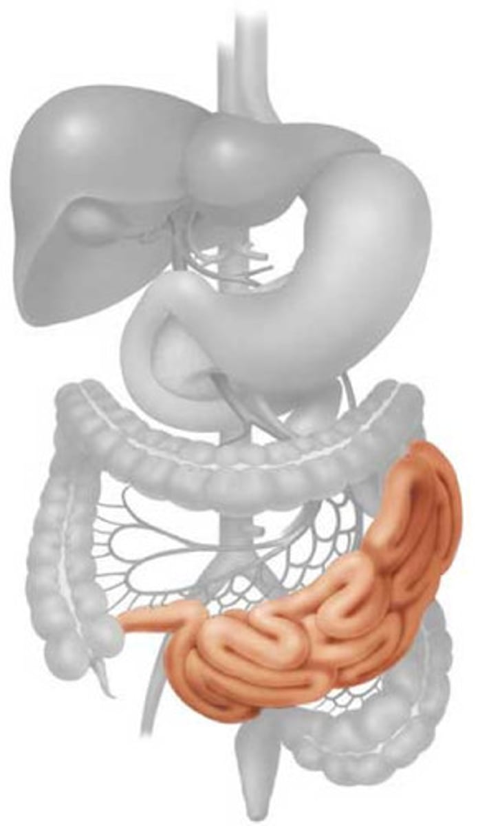 <p>fourth part of the alimentary canal that functions in digestion and absorption</p><p>Three Sections:</p><p>1. duodenum</p><p>2. jejunum</p><p>3. ileum</p><p>Mesentery: the membrane that holds the small intestines together and contains blood vessels</p><p>Most chemical digestion occurs here; absorption of sugars, proteins, fatty acids, etc. occurs here as well.</p>