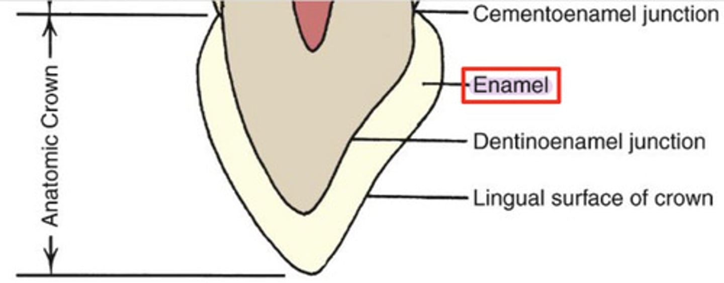 <p>external surface layer of anatomic crown</p><p>-highly calcified/mineralized: 95% calcium hydroxyapatite</p><p>-hardest substance in body</p>