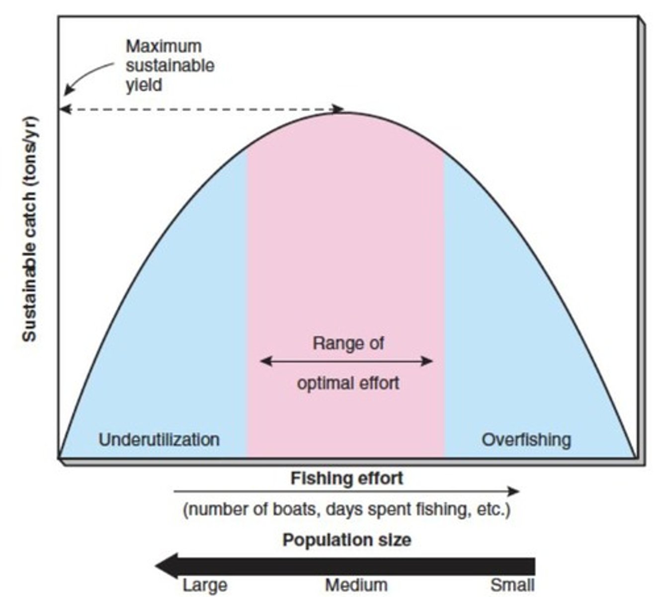 <p>Catch increases up to a biologically optimal point, after which it declines.</p>