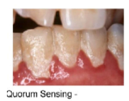 <ul><li><p>Example: The concentration of signaling molecules allows bacteria to sense local population density. The formation of a <strong>biofilms</strong> (like on your teeth!) composed of bacteria is initiated by signaling molecules, which allows them to sense the density of local cells. Collectively, they derive nutrition from the surface.</p></li></ul><p></p>
