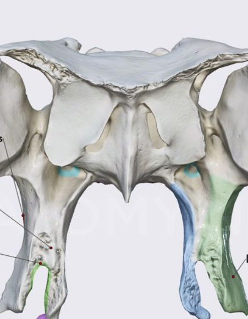 <p>Sphenoid bone green</p>