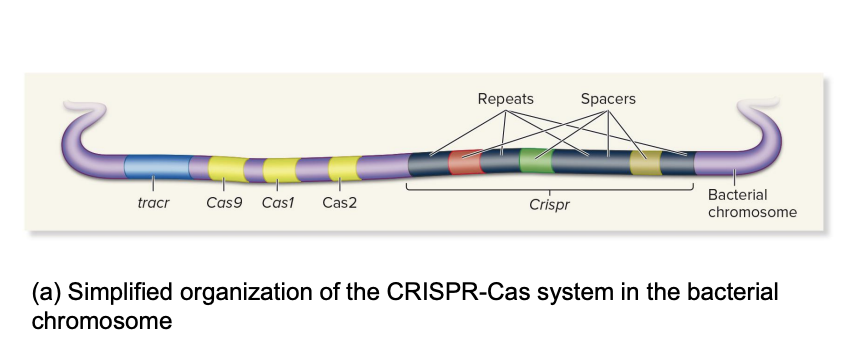 <ul><li><p>ex., 5 genes</p><ul><li><p>tracr</p><ul><li><p>process pre-crRNA into usable crRNA</p></li><li><p>binds crRNA and guides Cas9 to target DNA</p></li></ul></li><li><p>Cas9</p><ul><li><p>“scissors”</p></li><li><p>cuts foreign DNA when guided by crRNA/tracrRNA</p></li></ul></li><li><p>Cas1</p><ul><li><p>work with Cas2 to recognize and insert new viral DNA pieces into CRISPR as new spacers (adaptation phase)</p></li><li><p>create genetic memory of new invaders</p></li></ul></li><li><p>Cas2</p><ul><li><p>“ “ but works with Cas 1</p></li></ul></li><li><p>Crispr</p><ul><li><p>group of Clustered, Regularly, Interspaced, Short, Palindromic Repeats</p><ul><li><p>repeats</p><ul><li><p>identical sequences</p></li></ul></li><li><p>spaces</p><ul><li><p>repeats are interspersed with spacers (short, unique sequences)</p></li><li><p>unique bits of viral DNA (memory of past infections)</p></li></ul></li></ul></li></ul></li></ul></li></ul><p></p>