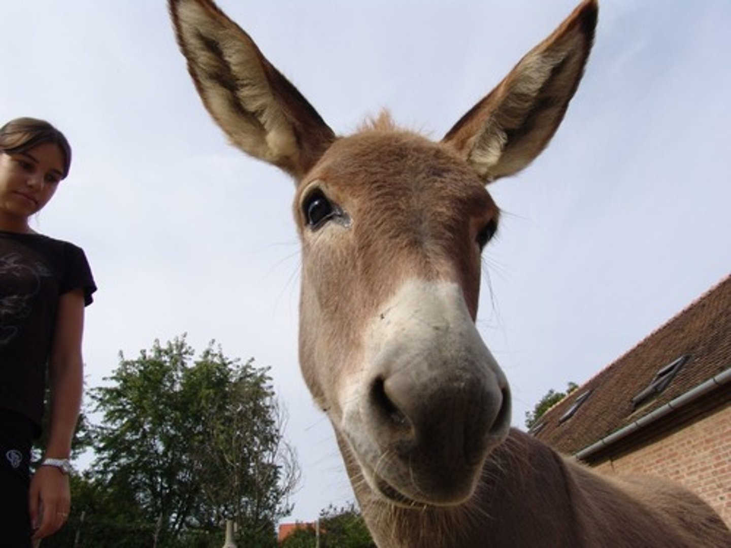 <p>donkey</p>