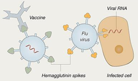 <p>HA-specific antibodies produced by vaccines prevent viral attachment.</p>