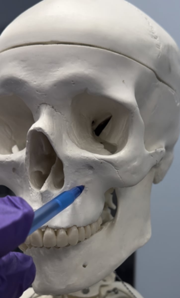 <p>Bone pointed at is</p>