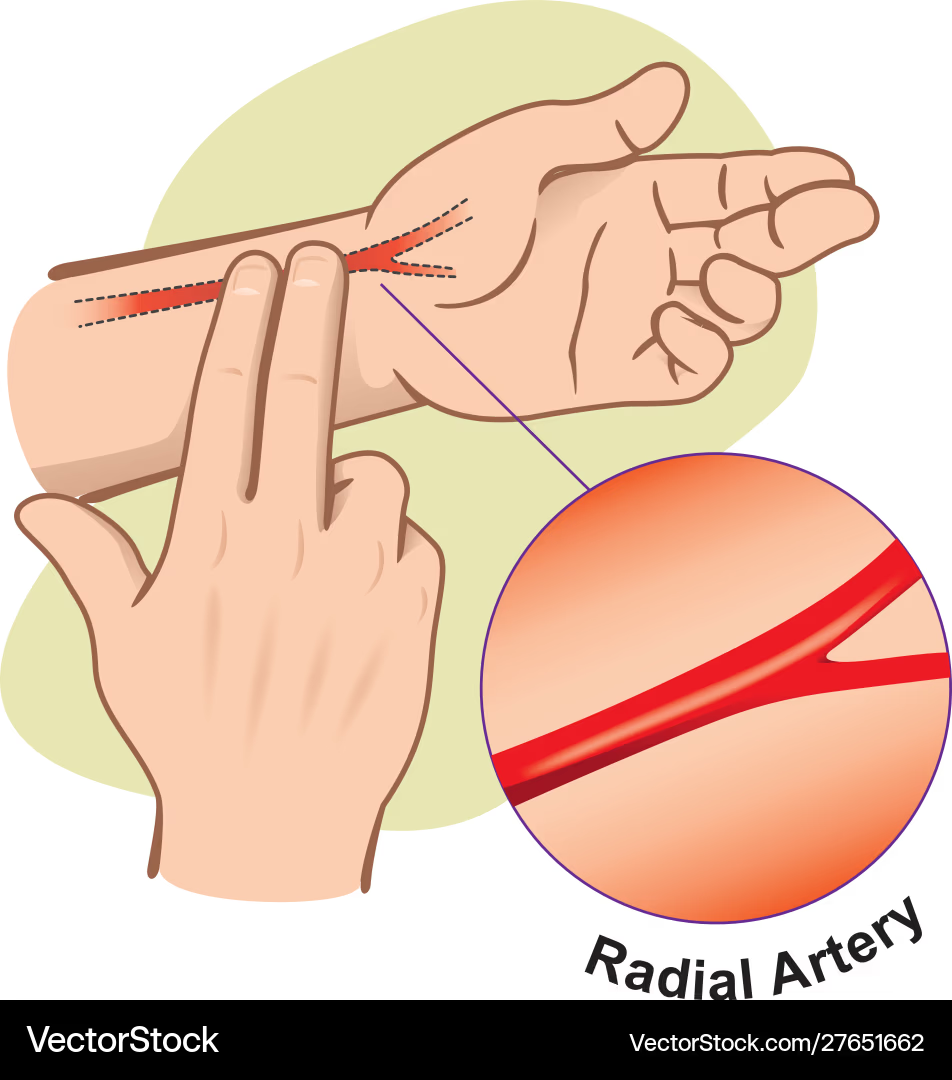 <p>thumb side of your wrist </p>