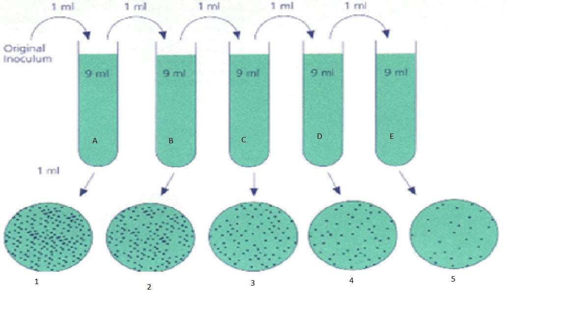 In the following dilution series, what is the dilution for Tube C? 