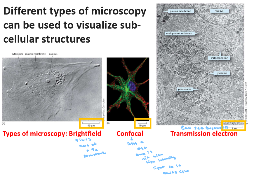 <p>There are two different types of cells are prokaryotic cells lack a nucleus, few organelles vs eukaryotes have membrane bound organelles (organelles with their own membranes) and DNA contained in the nucleus. However both cell types are made out protein, carbohydrates, nucleic acid and lipids which are made out of carbon, hydrogen, oxygen and nitrogen. P and E and both have ribosomes and cell membrane </p><p>Cell Theory</p><ul><li><p>All organisms are made out of cells one or more</p></li><li><p>All cells arise from pre-existing cells</p></li><li><p>Cells are the structural and functional unit of all living things</p></li></ul><p></p>