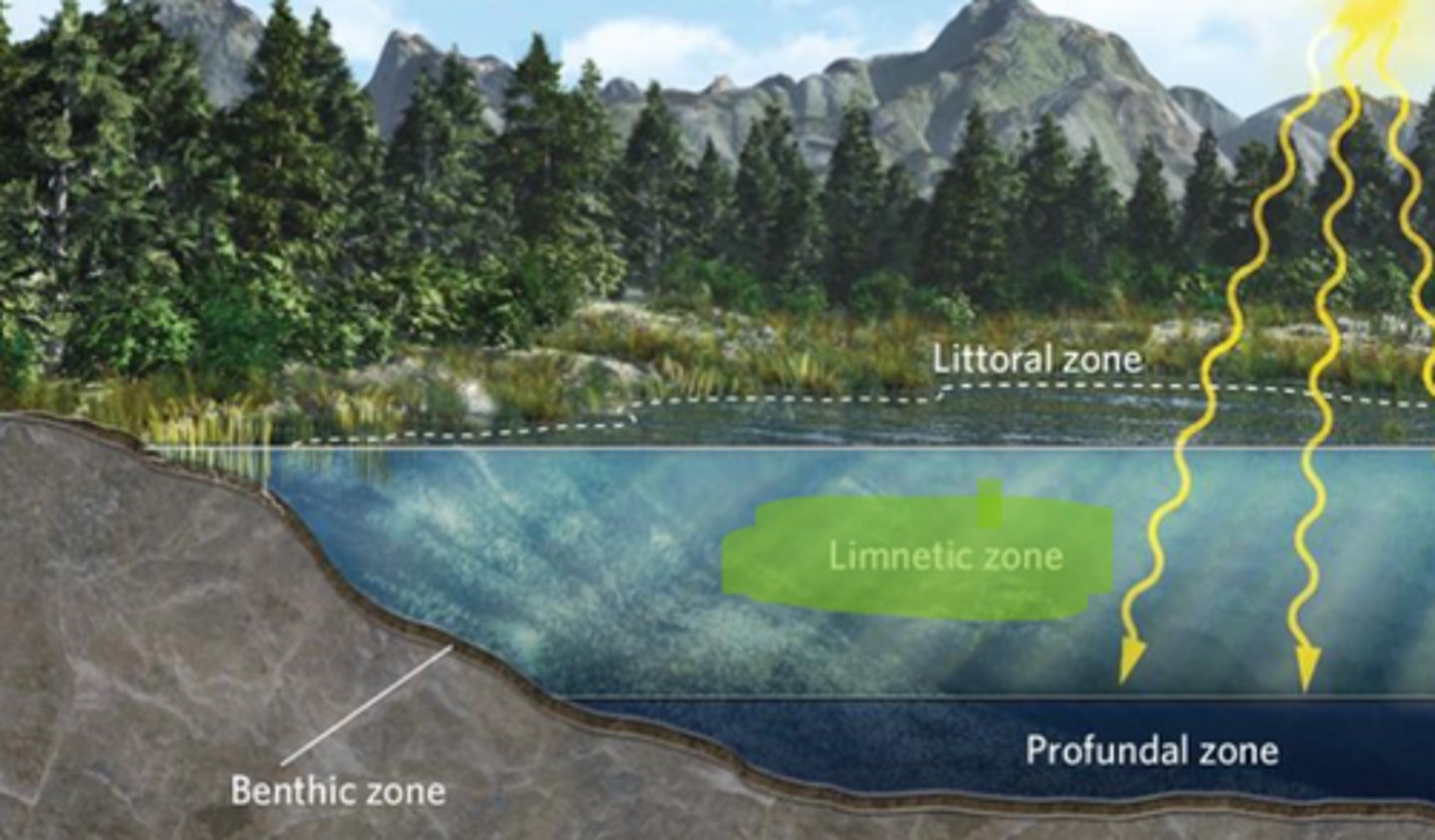 <p>he open water beyond the littoral zone, where the dominant photosynthetic organisms are floating algae; also known as Pelagic zone</p>