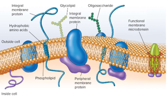 <p>acquires nutrients using transport systems; eliminates waste; they don’t have homeostatic things around them so they have to deal w/ the random enivironments; detects and responds to surrounding chemicals (more sensitive to tinier level changes - move from danger and towards food);</p>