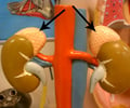 <p>glands which lie along the superior border of each kidney; consists of the cortex &amp; medulla</p>