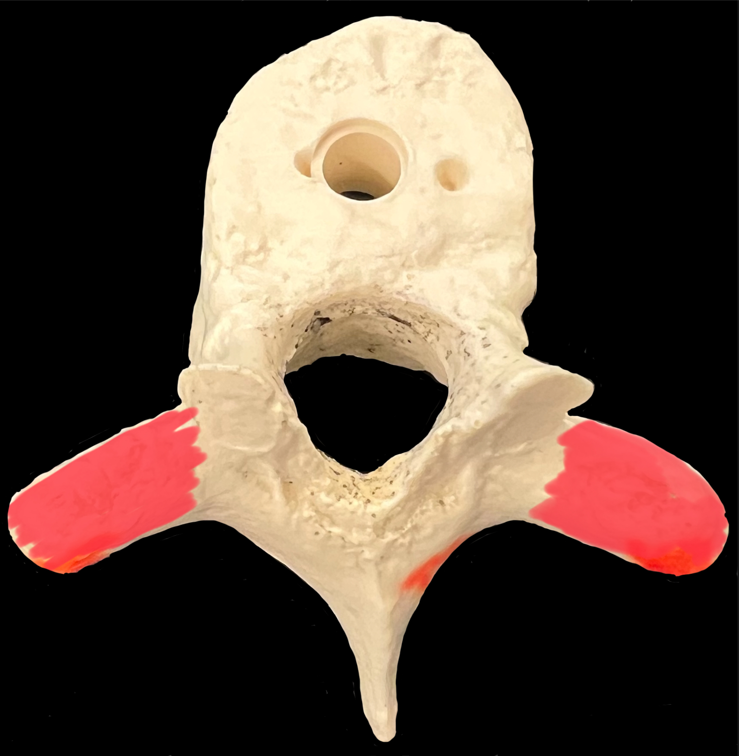 What is highlighted in red?