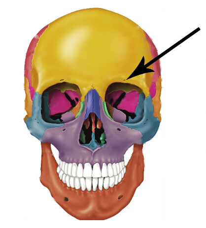 <p>Supraorbital Foramen/Notch</p><p></p>