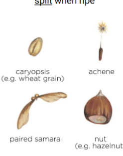 <p>Indehiscent fruit</p>
