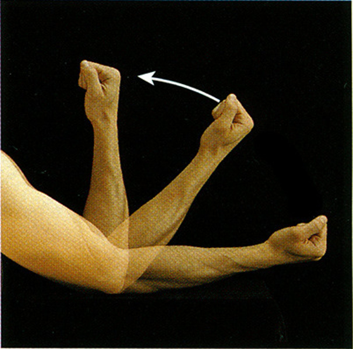 <p>bringing two ventral surfaces closer together (except the knee)</p>
