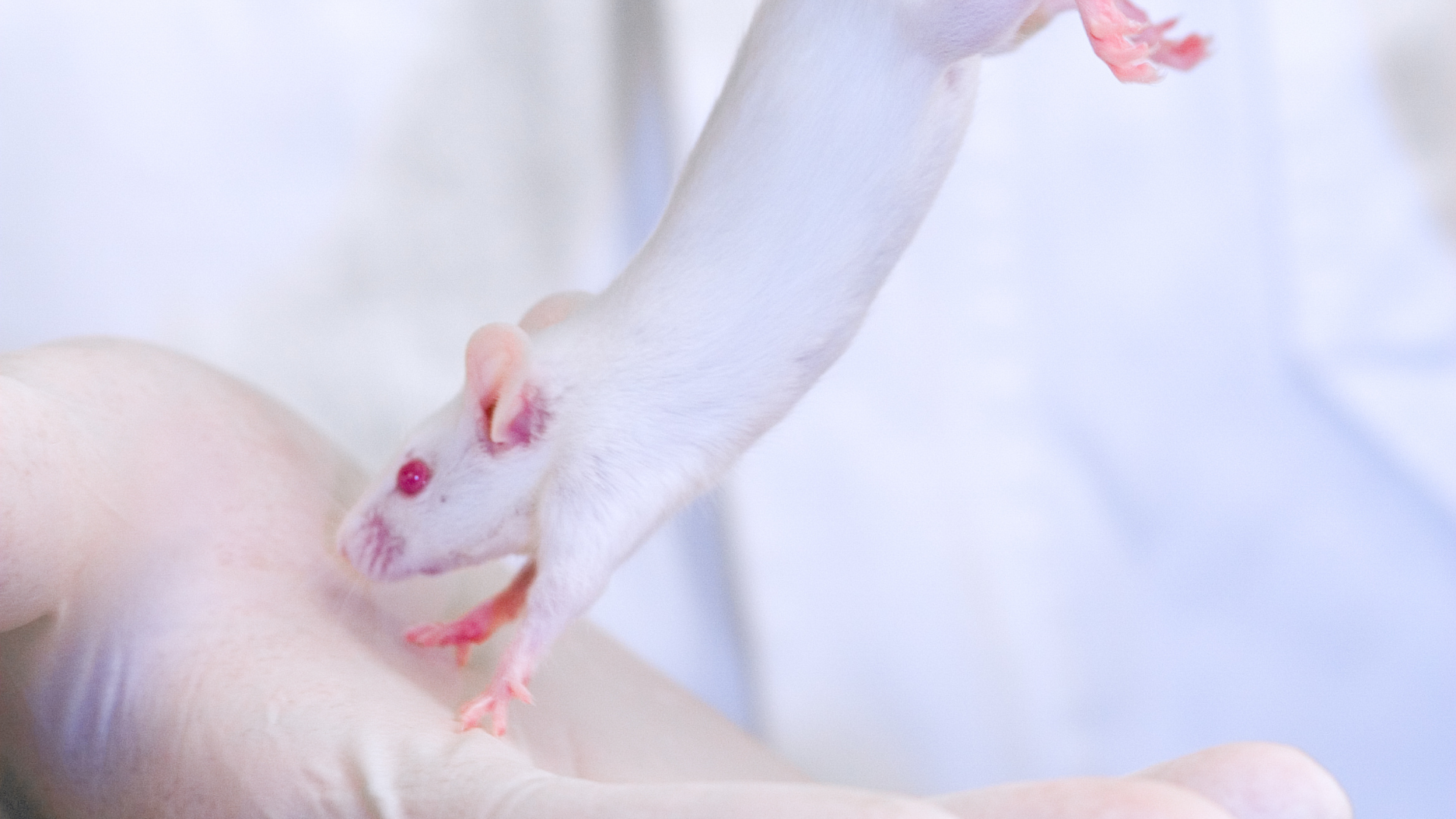 <p>when giving a IP injection in mice <strong>why is the head lower</strong> than the hind legs? </p>
