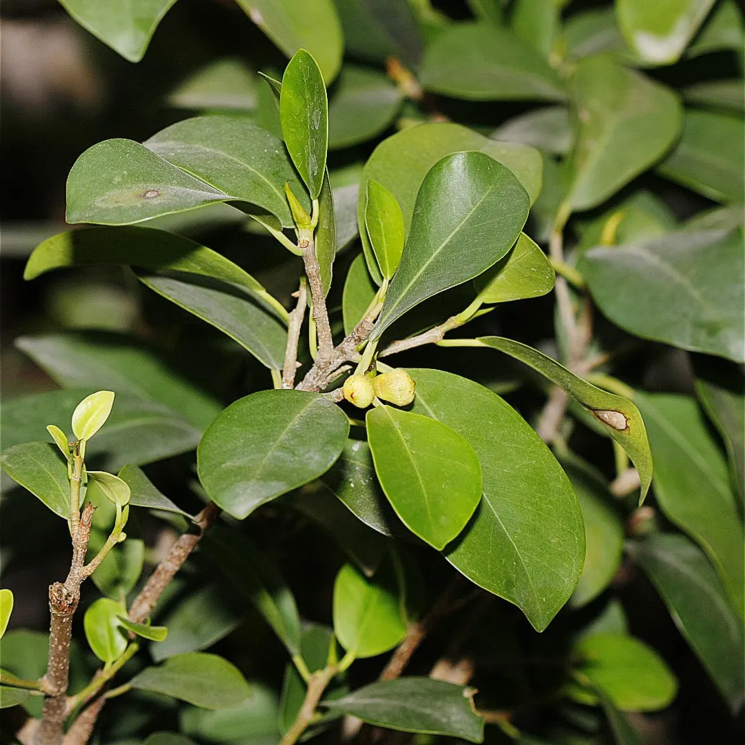 <p>Ficus microcarpa</p>