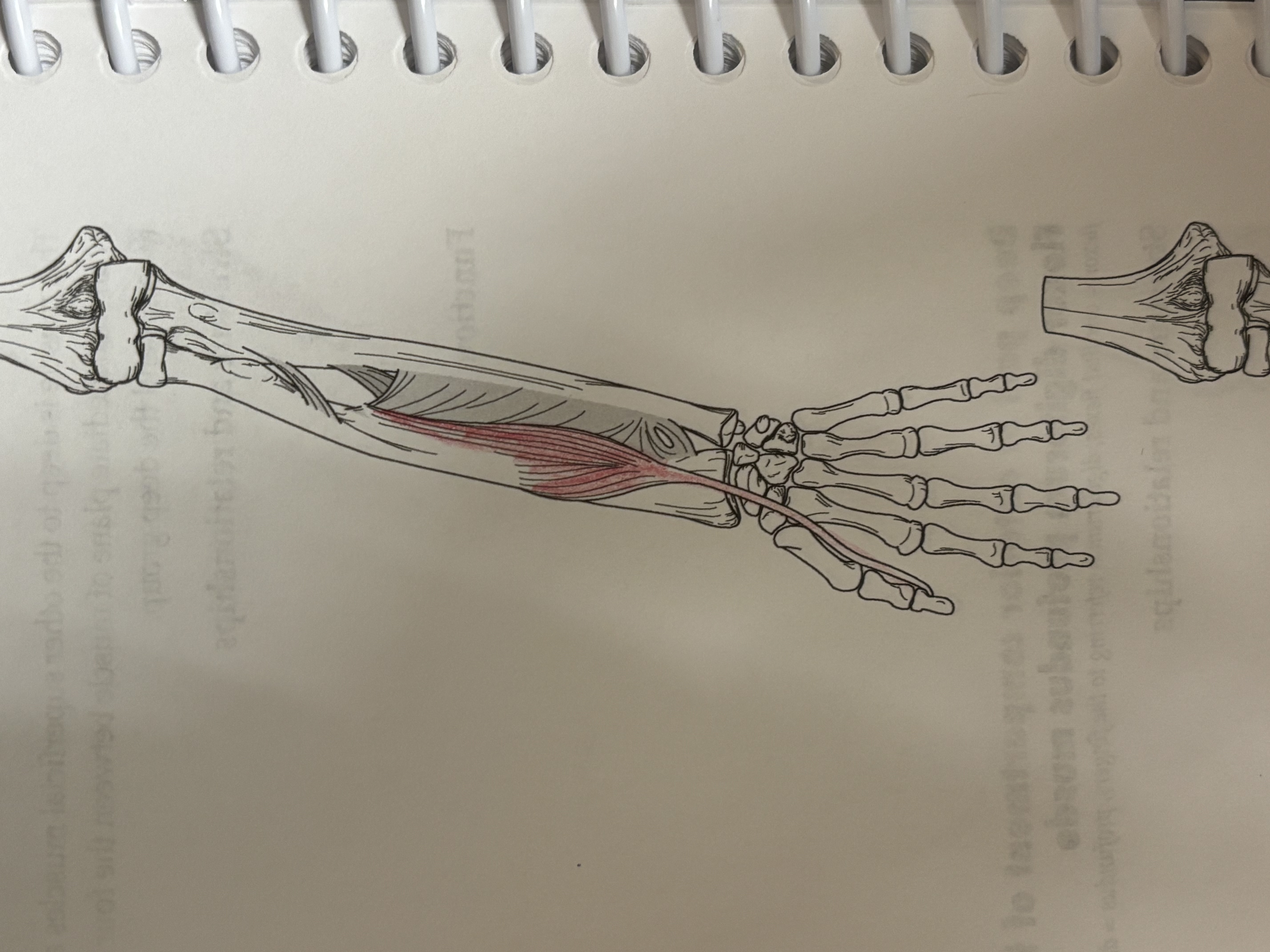 <p>What muscle is this </p>