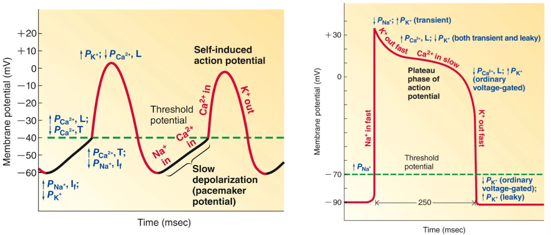 <ul><li><p>shortens the duration of the cardiac fiber action potentials by reducing the Ca++ permeability during the plateau phase of the action potential</p></li><li><p>Less Ca++ enters the cells and strength of contraction is reduced</p></li></ul><p></p>