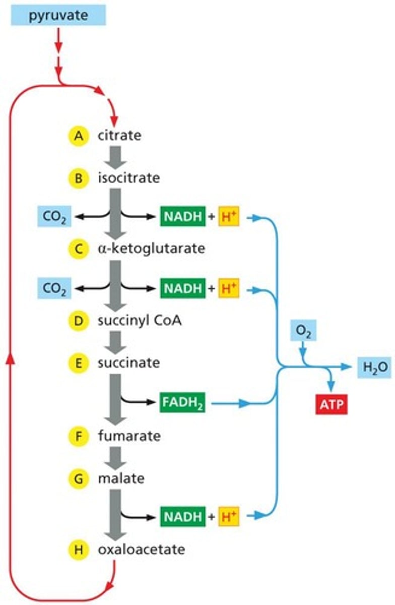 <p>Cycle producing GTP, NADH, and FADH2.</p>