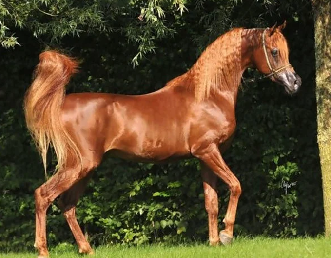 <p>What breed (pattern) is this horse?</p>