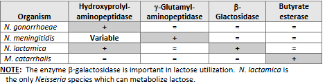 <p><span><span>Principle: Detect preformed enzymes. Colored end product formed when substrate hydrolyzed </span></span></p><p><span><span>Enzymes tested for include:</span><span><br></span><span>• Beta-galactosidase.</span><span><br></span><span>• Gamma-glutamylaminopeptidase.</span><span><br></span><span>• Hydroxyprolylaminopeptidase.</span><span><br></span><span>• Butyrate esterase.</span></span></p><p><span><span>Procedure:</span></span></p><ul><li><p><span><span>Add MO to chromogenic substrate &amp; incubate.</span></span></p></li><li><p><span><span>May need to add developing reagent.</span></span></p></li><li><p><span><span>Examine for color change.</span></span></p></li><li><p><span><span>Interpretation: Varies with system.</span></span></p></li></ul><p></p><p><span><span>Test limitations: Presumptively identify N. gonorrhoeae, N. meningitidis, N. lactamica &amp; Moraxella catarrhalis. To reduce possibility of misidentifying nonpathogenic species, test only GNDC (gram-negative diplococci) from gonococcal selective media.</span></span></p><p></p><p><span><span>Sources of error: Some nongonococcal Neisseria isolates may be</span><span><br></span><span>isolated on gonococcal selective media and misidentified as N. gonorrhoeae.</span></span></p>