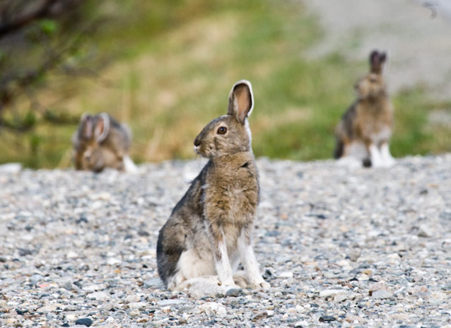 <p>Leporidae - Lepus americanus</p>