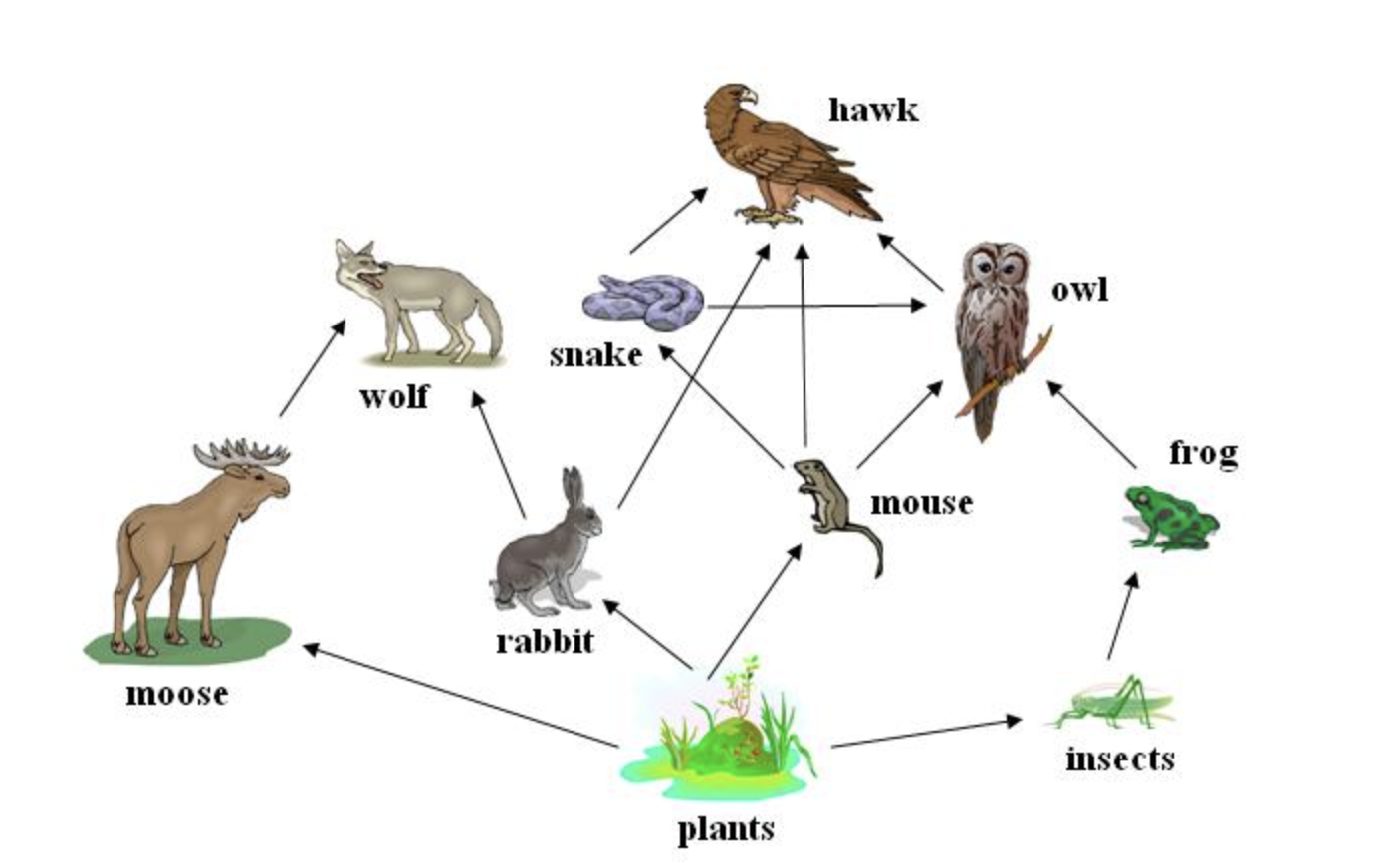 <p>Examine the food web below.</p><p></p><p>(photo)</p><p></p><p>If plants were removed from this ecosystem, which of the following organisms would be affected?</p>