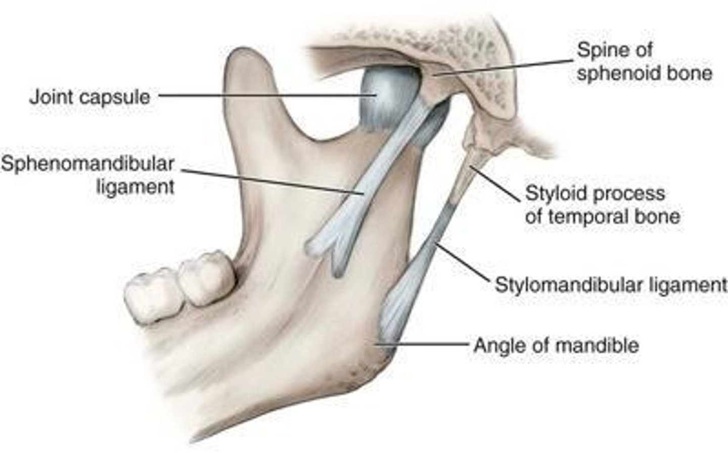 <p>Downward and forward displacement of the mandible</p>