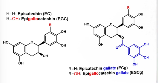 <ul><li><p>Tea leaves are rich in phenolics (20-30% DM) → mainly catechins</p></li><li><p>Most importantly epicatechin gallate and epigallocatechin gallate</p></li><li><p>A type of flavanol</p></li></ul><p></p>