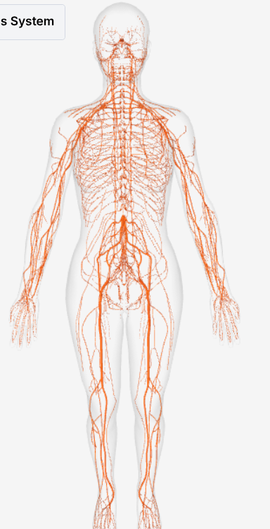 <p>What subsystem of the nervous system is pictured?</p>