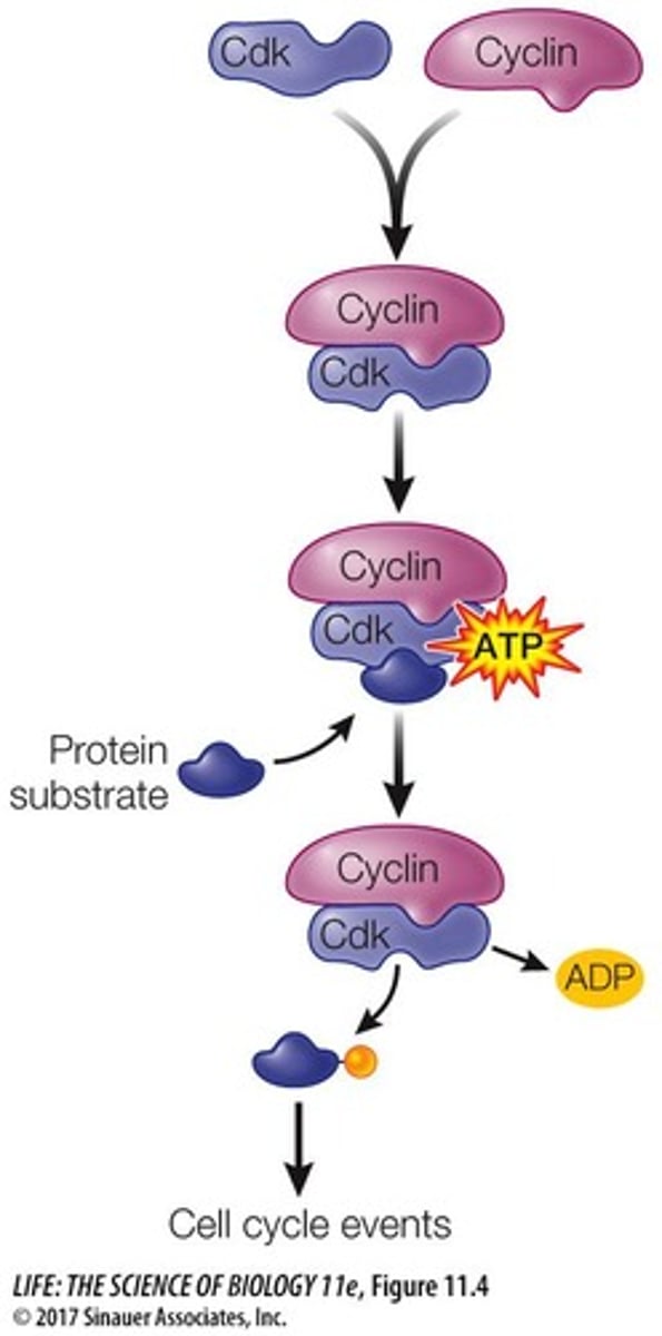 <p>By binding to cyclin, which exposes their active site.</p>