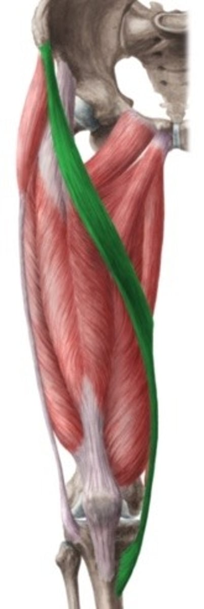 <p>loopt oppervlakkig over dij van craniolateraal naar mediocaudaa « S-vormig »</p><p>O: SIAS</p><p>V: loopt achter mediale epicondyl vd femur</p><p>I: pes anserinus (= ganzevoetpees; 3 pezen) mediaal van tuberositas tibiae</p><p>W:</p><p>in heupgewricht : anteflexie, exorotatie, abductie</p><p>in kniegewricht : flexie, endorotatie vh onderbeen (bij gebogen knie) = kleermakerszit-beweging</p><p>Inn: N. femoralis, L2,L3,(4)</p>