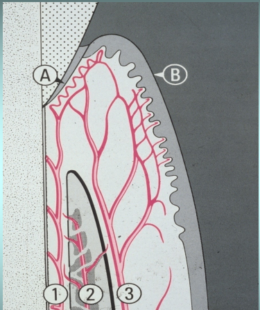 <p>What region is labeled 1?</p>