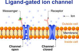 <p>-as ligand/neurotransmitter binds to receptor, a gate opens so ion can move into cell</p>