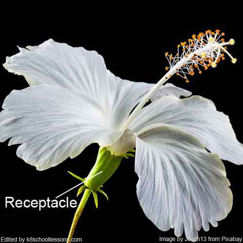 <ul><li><p>Contains structurally strong xylem vessels for strength to hold the flower upright</p></li><li><p>The end of the stem is called the receptacle</p></li></ul><p></p>