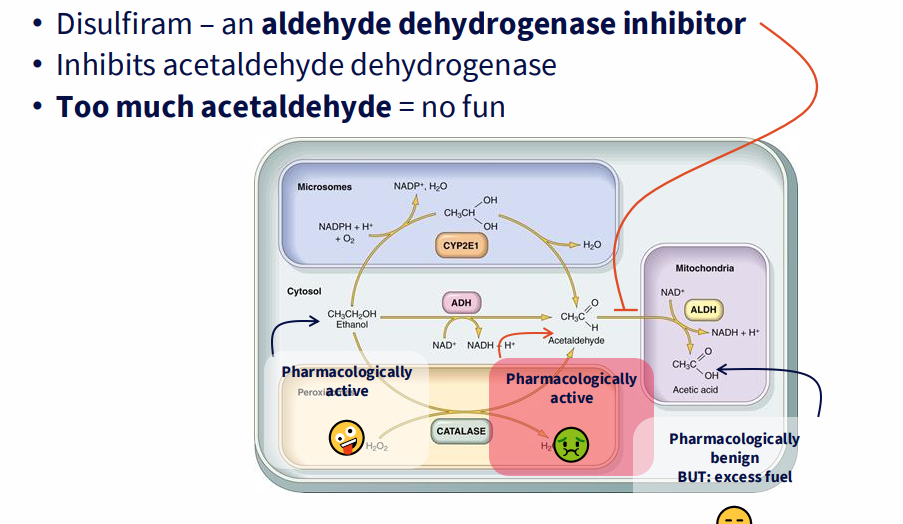 <p>- disulfiram - an aldehyde dehydrogenase inhibitor</p><p>- inhibits acetaldehyde dehydrogenase</p><p>- too much acetaldehyde = no fun</p><p>.</p><p>- basically it makes it really not fun to drink alcohol as the final step where acetaldehyde is converted doesnt happen</p>
