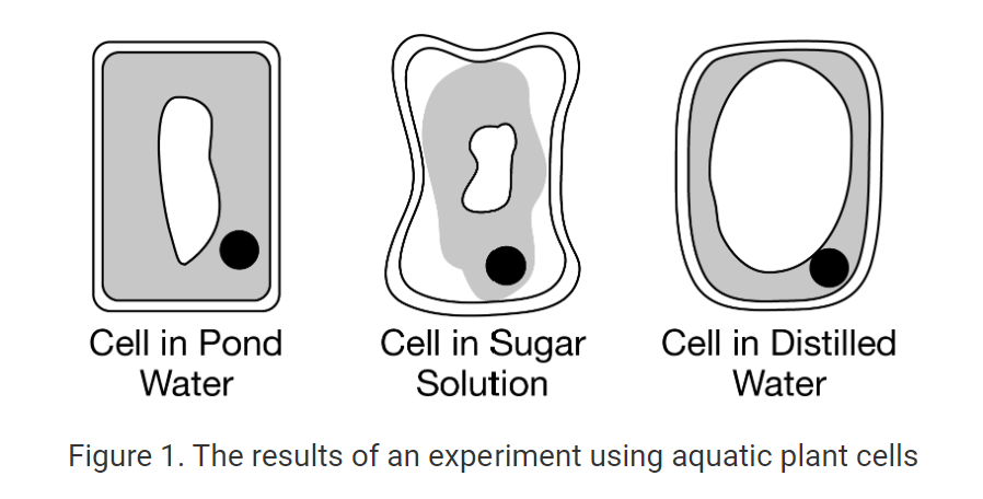 <p>In an experiment, cells were isolated from an aquatic plant and suspended in pond water, a sucrose sugar solution, or distilled water. All of the cells were then viewed under a microscope. Compared with the cell in the pond water, the cell in the sugar solution appeared shriveled, and the cell in the distilled water appeared inflated. The results of the experiment are represented in Figure 1.</p><p>Which of the following statements best explains the observations represented in Figure 1 ?</p>