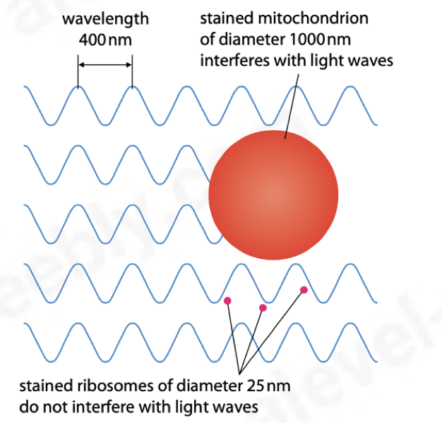 <ul><li><p>limit of resolution: half the wavelength</p></li><li><p>ribosomes (25nm) cant be seen with a light microscope as they dont interfere with the light waves</p></li><li><p>different stains are absorbed by different cell organelles so they can be observed more clearly</p></li></ul>