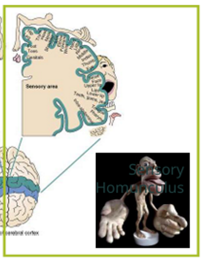 <ul><li><p>located in <strong>parietal, temporal and occipital lobes </strong>of both hemispheres</p></li><li><p><strong>receive and process information</strong> from sensory receptors</p></li><li><p>arranged topographically (somatosensory homunculus)</p></li></ul><p></p>
