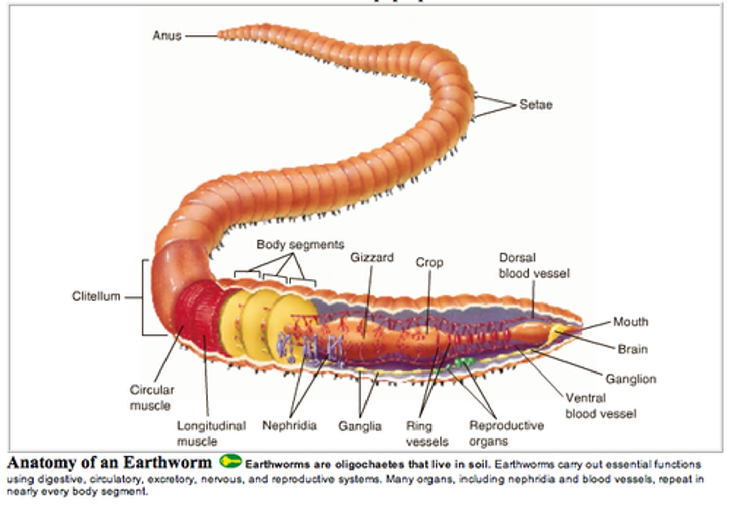 <p>using circular and longitudinal muscles, and setae</p><p>push the setae out of its body to grab the soil around it. To move forward, the worm uses its setae to anchor the front of its body and contracts the longitudinal muscles to shorten its body</p>