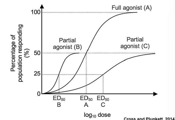 <p><span>mimics the activity but plateaus at a lower level</span></p>